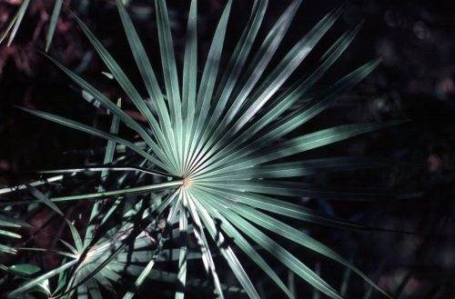 Serenoa repens 'Silver' – ezüstös legyezőpálma teljes levél