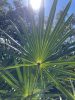 Saw palmetto fan leaf backlit by sunlight from below