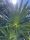 Saw palmetto fan leaf backlit by sunlight from below
