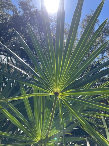 Saw palmetto fan leaf backlit by sunlight from below
