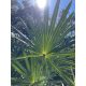 Saw palmetto fan leaf backlit by sunlight from below
