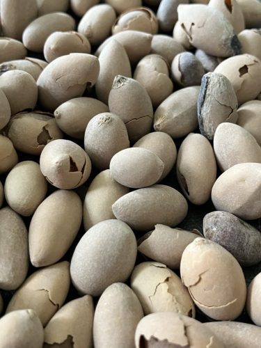 Fűrészpálma mag – természetes állapotú, friss magvak közelről