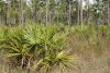 Serenoa repens spreading in pine forest understory