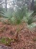 Young saw palmetto plant in full form, growing in native habitat