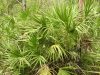 Dense clumping saw palmetto foliage in native habitat