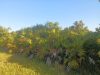 Saw palmetto thicket in sunny grassland