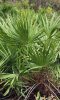 Close-up of saw palmetto fan leaf and stem in the wild