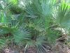 Saw palmetto growing densely as understory in native environment