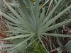 Top view of saw palmetto fan leaf with radial symmetry
