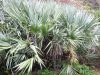 Silvery-leaved saw palmetto in bloom in natural habitat