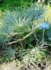 Chamaerops humilis var. cerifera mag - 5 db/csomag