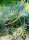 Chamaerops humilis var. cerifera mag - 5 db/csomag