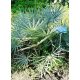 Chamaerops humilis var. cerifera mag - 5 db/csomag