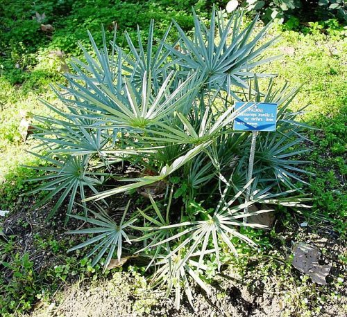 Chamaerops humilis var. cerifera mag - 5 db/csomag