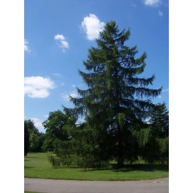 Larix decidua