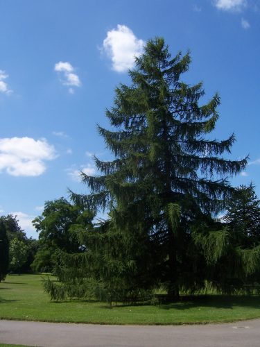 Larix decidua seed