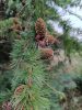 Larix decidua