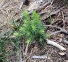 Larix decidua