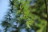 Larix decidua