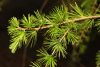 Larix decidua