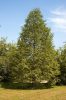 Metasequoia glyptostroboides mag