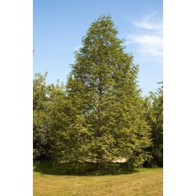 Metasequoia glyptostroboides