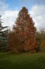 Metasequoia glyptostroboides seed