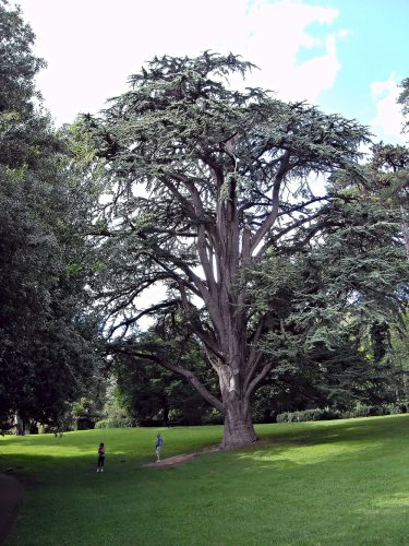 Cedrus libani seed