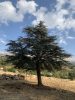 Cedrus libani