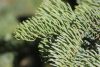 Abies magnifica