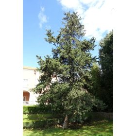 Cupressus sempervirens