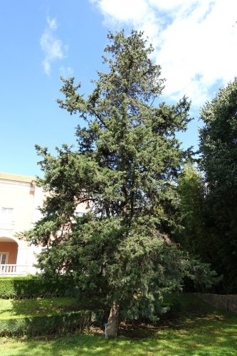 Cupressus sempervirens