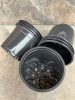 8 cm round nursery pots with drainage holes, stacked