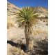 Yucca rostrata