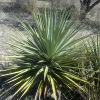 Yucca magok