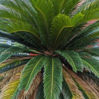 Cycas
