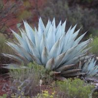 Agave
