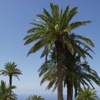 Üstököspálma-formák